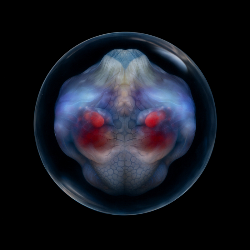 embryo7